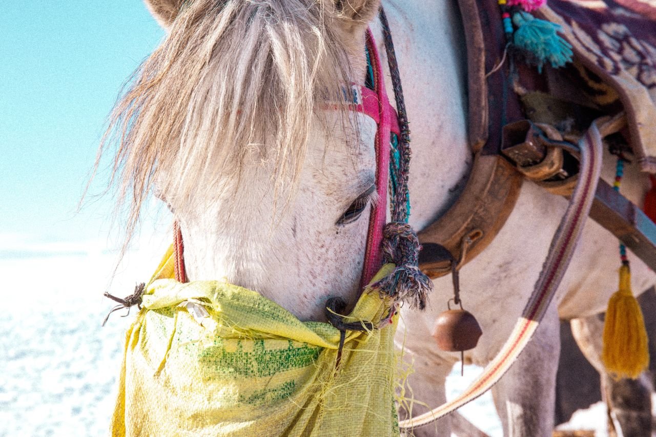 Paseo a caballo por las Gargantas del Todra