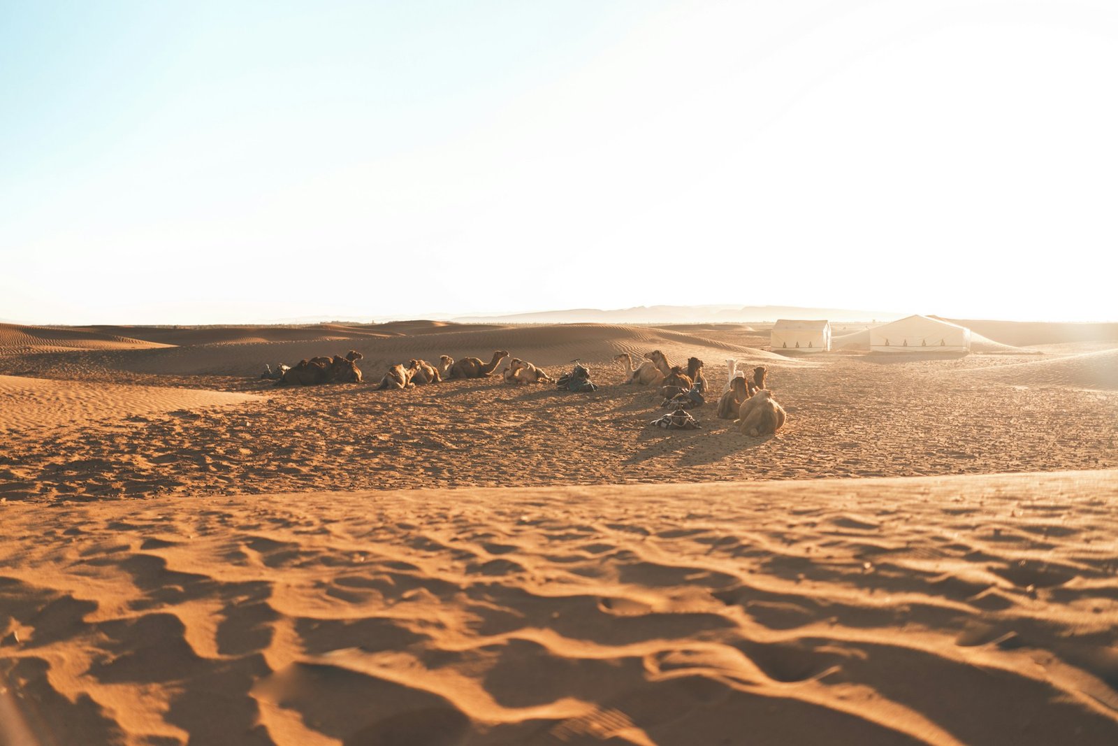 Palmeral del Valle del Draa y desierto en Zagora